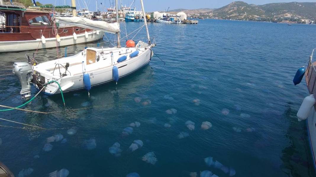 Yüzlercesi sahile vurdu, dokunan anında zehirleniyor! Mavi renklilere sakın yaklaşmayın, ölüm tehlikesi var 11